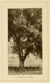 The photograph shows most of the tree, short trunk and somewhat upright branches.  American Forest Trees p.307, 1913.