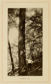 The photograph shows a long, upright trunk in situ in the forest with forester for scale.  American Forest Trees p.277, 1913.