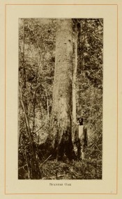 The photograph shows a long, upright trunk in situ in the forest with forester for scale.  American Forest Trees p.289, 1913.