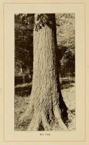 The photograph shows a thick, upright trunk in situ in open forest.  American Forest Trees p.300, 1913.