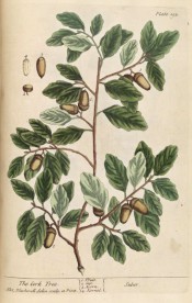 Figurd are ovate, wavy-edged leaves and ripe acorns.  Blackwell pl.193, 1737.