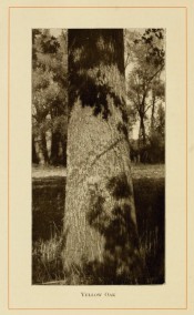 The photograph shows a thick, upright trunk in situ in open forest.  American Forest Trees p.271, 1913.