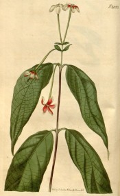 The image shows drooping lance-shaped leaves and long-tubed red and white flowers.  Curtis's Botanical Magazine t.2033, 1818.