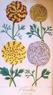 Depicted are four flowers in shades of red, yellow, purple and white, all strongly marked.  Floricultural Cabinet p.132, 1855.