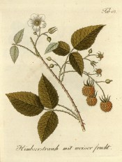 Figured is a fruiting stem with leaves, white flower and yellowish raspberry fruits. Pomona Austriaca t.63, 1792.