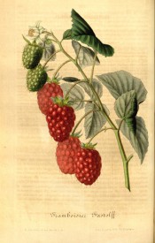 Figured is a smooth shoot with 3-pinnate, toothed leaves and red, segmented fruits. Flore des Serres f.380, 1848.