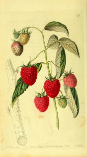 Figured is a prickly shoot with 3-pinnate, toothed leaves and red, segmented fruits. Pomological Magazine t.24, 1828.