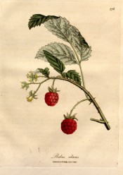 Figured is a prickly shoot with 3-pinnate, toothed leaves and red, segmented fruits. Medical Botany vol. 3, pl.176, 1832.