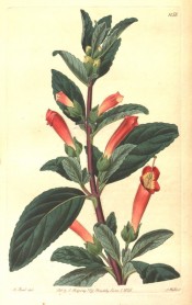 Depicted is an upright plant with toothed leaves and axillary red, tubular flowers.  Botanical Register f.1158, 1828.