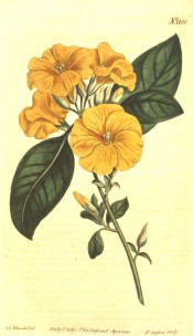 Shown are elliptic, toothed leaves and funnel-shaped, bright gold-yellow flowers.  Curtis's botanical Magazine t.1100, 1808.