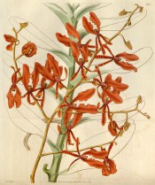 Figure are stem and leaves and raceme of numerous orange, spidery flowers.  Curtis's Botanical Magazine t.2997/1830.