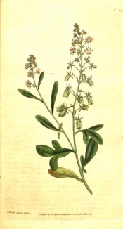 The image shows spikes of small, reddish-green flowers.  Curtis's Botanical Magazine t.29, 1787.