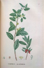 Figured are oblong leaves, small yellow-green flowers and red berries.  Saint-Hilaire Tr. pl.115, 1825.