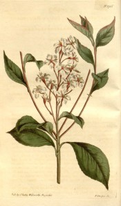 Figured are toothed leaves and loose raceme of white, pink-flushed flowers.  Curtis's Botanical Magazine t.1726, 1815.