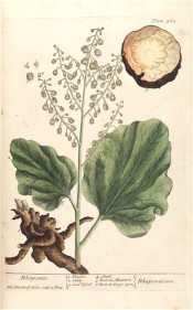 The plant illustrated is not obviously rhubarb.  shown are leaves, flowering spike and roots.  Blackwell pl.262, 1739.