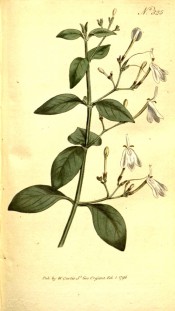 Figured are oblong leaves and loose axillary panicles of white flowers.  Curtis's Botanical Magazine BM t.325, 1796.