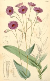 Figured are oblong leaves and single purple-pink everlasting flowers.  Curtis's Botanical Magazine t.5283, 1861.