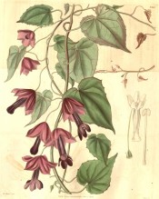 Shown is a climber with pendant stalks bearing tubular, reddish-purple flowers. Curtis's Botanical Magazine t.3367, 1834.