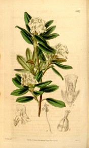 The figure shows obovate leaves and clusters of creamy white, tubular flowers.  Curtis's Botanical Magazine t.3947, 1842.