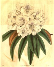 Figured are oblong leaves and a dense truss of tubular-bell-shaped white flowers.  Curtis's Botanical Magazine t.3290, 1834.