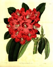 Figured are oblong leaves and a dense truss of tubular-bell-shaped bright red flowers.  Botanical Register f.1414, 1831.