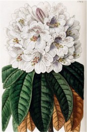 Figured are oblong leaves and a dense truss of tubular-bell-shaped white flowers.  Botanical Register f.1982, 1837.