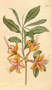 Figured is a single azalea with orange flowers shading to pink.  Curtis's Botanical Magazine t.2143, 1820.