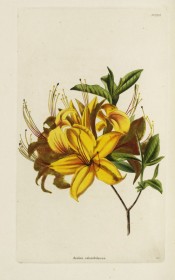 Figured is a single azalea with bright yellow flowers.  Loddiges Botanical Cabinet no.1324, 1828.