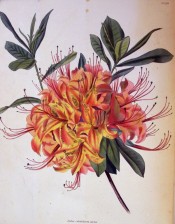 Illustrated is an azalea with bright orange flowers, suffused with red.  Loddiges Botanical Cabinet no.1394, 1829.