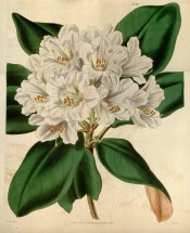 Figured are oblong leaves and a truss of tubular-bell-shaped very pale pink flowers.  Curtis's Botanical Magazine t.3759, 1839.