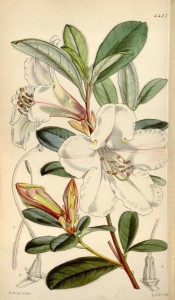 Figured are oblong leaves and paired tubular-bell-shaped white, pink-tinged flowers.  Curtis's Botanical Magazine t.4457, 1849.