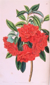 Figured is a double azalea with bright red flowers.  Botanical Register f.56, 1842.