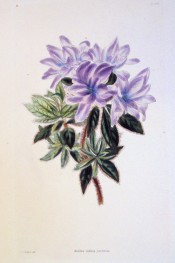 Figured is a single azalea with purple flowers, shading to mauve at the edges. Loddiges Botanical Cabinet no.1461, 1828.