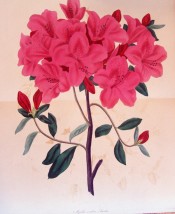 Figured is a single azalea with bright red, single flowers.  Paxton's Magazine of Botany p.145, 1835.