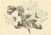 Figured is a pen and ink drawing of a single azalea with rounded leaves.  Journal of the Horticultural Society iv. 291, 1849.