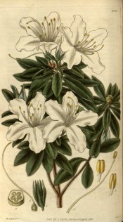 Figured is a single white azalea with large flowers.  Curtis's Botanical Magazine t.2901, 1829.
