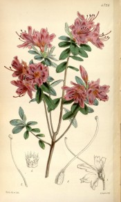 The image depicts a double azalea with magenta flowers.  Curtis's Botanical Magazine t.4728, 1853.