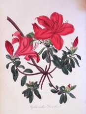 Figured is an Azalea with deep green leaves and single carmine flowers.  Paxton's Magazine of Botany p.129, 1834.
