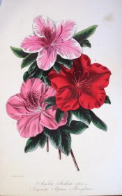 Figured are three single azaleas, with red, pink, and pale pink flowers.  Paxton's Magazine of Botany  p.55, 1845.