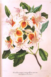 Shown are white flowers, upper petals with a brilliant orange centre, streaked crimson.  Illustration Horticole pl.209, 1859.