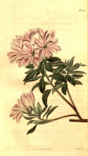 Illustrated is an azalea with pink, very double flowers.  Curtis's Botanical Magazine t.2509, 1824.