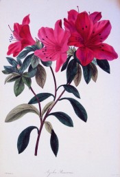 Figured is an Indica azalea with large, bright red single flowers.  Paxton's Magazine of Botany p.123, 1836.