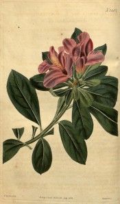 The image depicts an azalea with single, dull red flowers.  Curtis's Botanical Magazine t.2667, 1826.