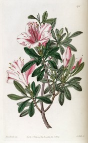 Figured is a single azalea with white flowers streaked with crimson.  Botanical Register f.1716, 1834.