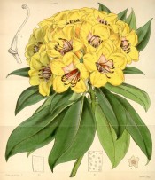 Figured are oblong-lanceolate leaves and cluster of bell-shaped yellow flowers.  Curtis's Botanical Magazine t.4336, 1847.