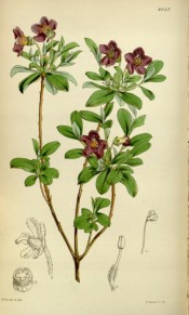 Figured are small oblong leaves and clusters of bell-shaped purple flowers.  Curtis's Botanical Magazine t.4336, 1847.