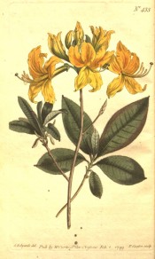 Illustrated is an azalea with leaves and bright yellow flowers.  Curtis's Botanical Magazine t.433, 1799.