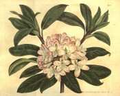 Figured are oblong leaves and cluster of bell-shaped pale rosy-pink flowers.  Curtis's Botanical Magazine t.951, 1806.