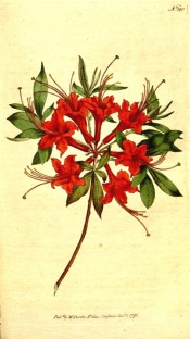 Figured is a single azalea with scarlet, long-tubed flowers.  Curtis's Botanical Magazine t.180, 1792.