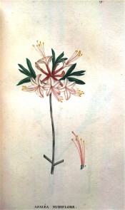 Figured is a single azalea with pinkish flowers and long red tubes.  Saint-Hilaire Tr. pl.19, 1825.